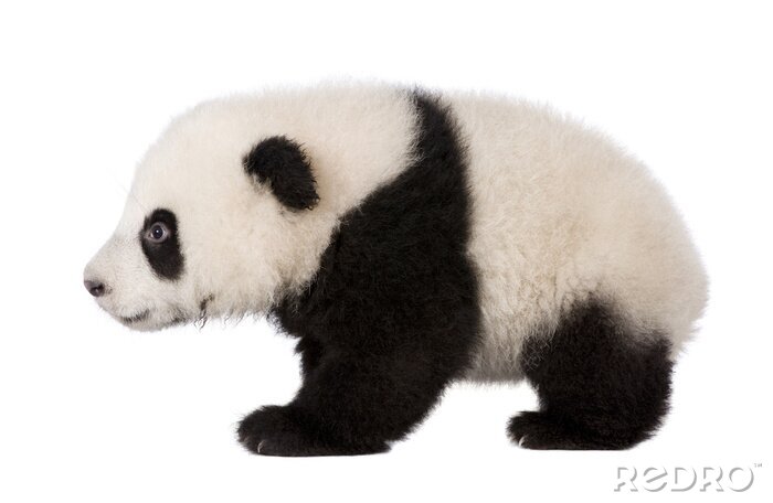 Sticker Tiere Panda mit schwarzen Pfoten