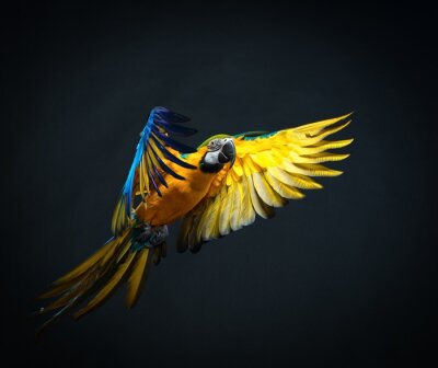 Tiere Papagei im Flug mit blauen Federn