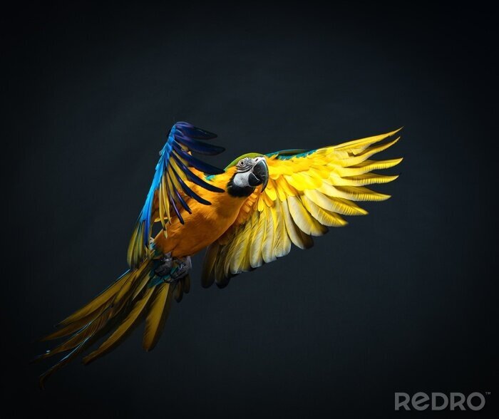Sticker Tiere Papagei im Flug mit blauen Federn