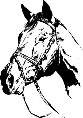 Sticker Tiere Pferdekopf mit schwarzer Linie gemalt