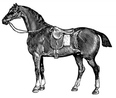 Sticker Tiere Reitpferd mit schwarzen Linien