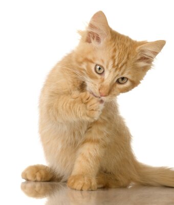 Sticker Tiere rote Katze leckt Pfote