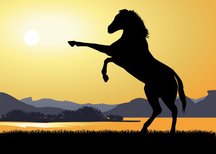 Sticker Tiere Schatten eines Reitpferds in vollem Sonnenlicht