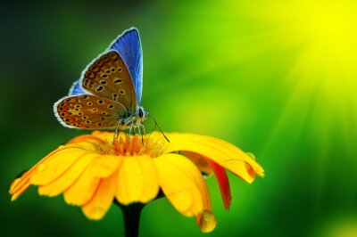 Sticker Tiere Schmetterling mit blauen Flügeln auf einer Blume