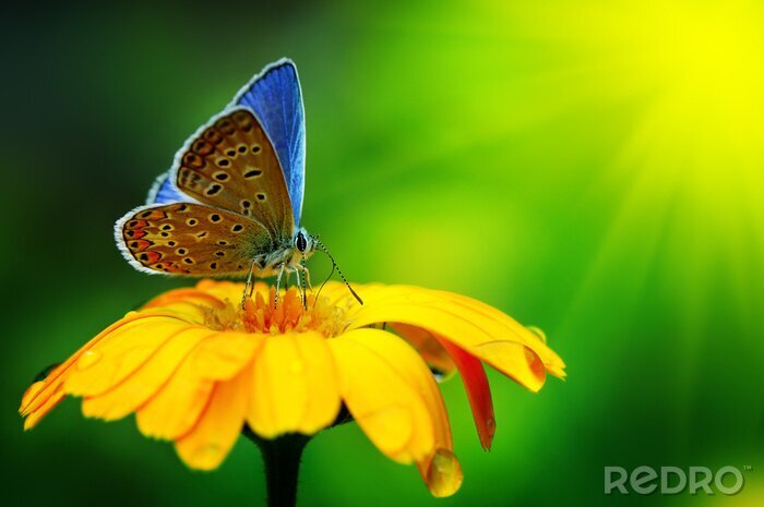Sticker Tiere Schmetterling mit blauen Flügeln auf einer Blume