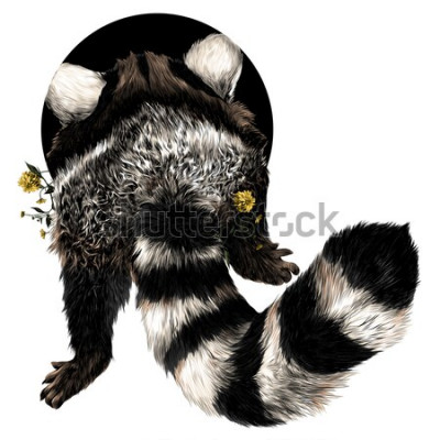 Sticker Tiere Schwanz eines Waschbären rückwärts gedreht