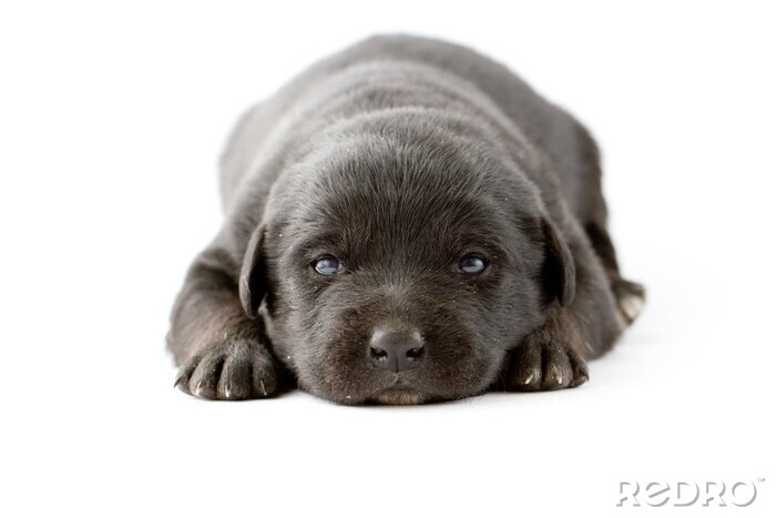 Sticker Tiere schwarzer Hund mit blauen Augen