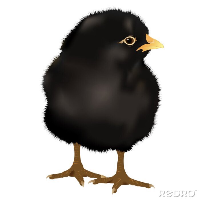 Sticker Tiere schwarzer Vogel flaumiges Gefieder