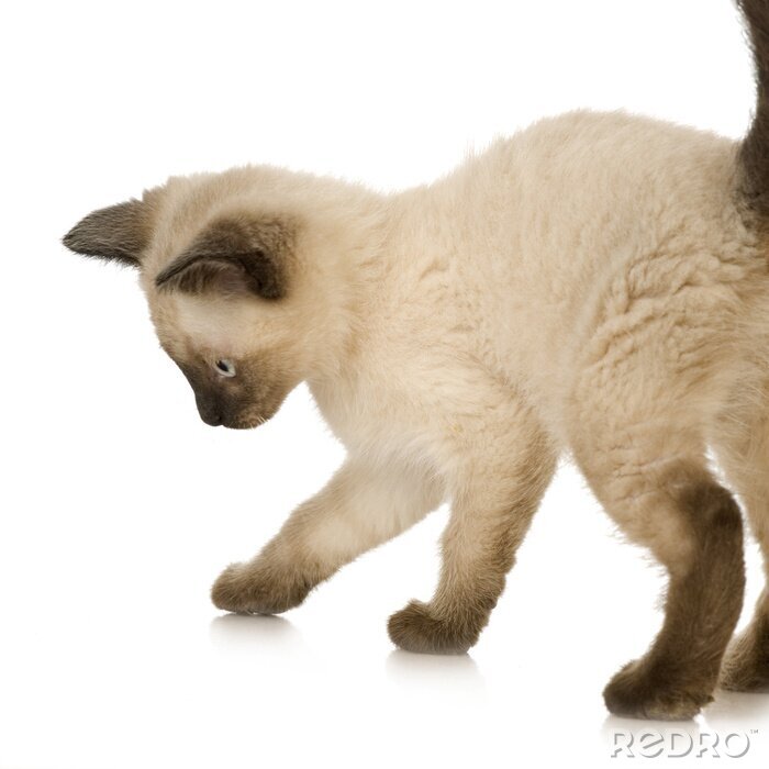 Sticker Tiere Siamesische Katze mit blauen Augen