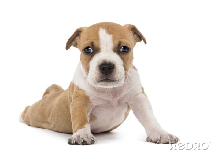Sticker Tiere Terrier mit ausgestreckten Pfoten