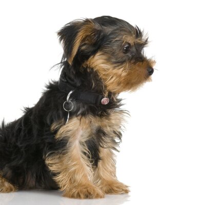 Sticker Tiere Terrier mit schwarzem Halsband und Anhänger