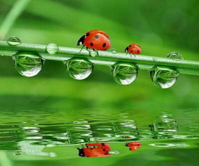 Sticker Tiere Wald Marienkäfer auf dem Gras laufend