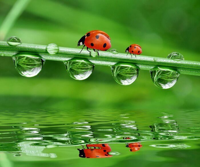 Sticker Tiere Wald Marienkäfer auf dem Gras laufend