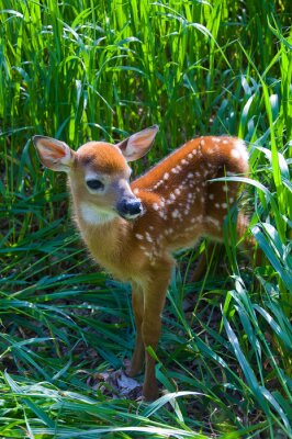 Sticker Tiere Wald Reh zwischen hohen Gräsern