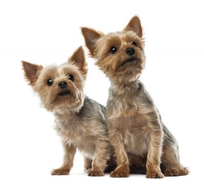 Sticker Tiere zwei Terrier mit aufgerichteten Ohren