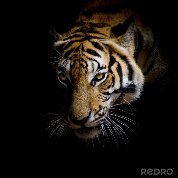 Sticker Tiger auf schwarzem hintergrund