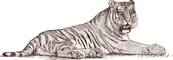 Sticker Tiger beim Ausruhen Skizze