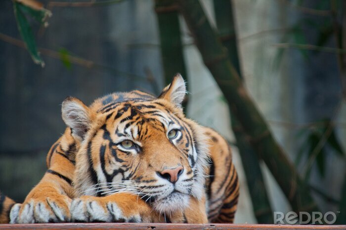 Sticker Tiger, der seinen Kopf auf seine Pfoten stützt und Bambusse