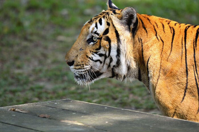 Sticker Tiger im Profil vor dem Hintergrund des Grüns