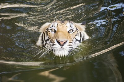 Sticker Tiger im Wasser in Bewegung