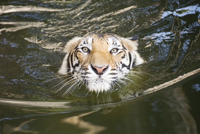 Sticker Tiger im Wasser in Bewegung