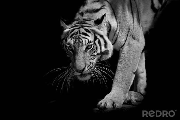 Sticker Tiger in Bewegung tritt aus dem Schatten hervor