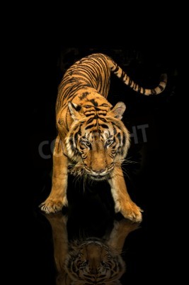 Sticker Tiger in bewegung vor einem dunklen hintergrund