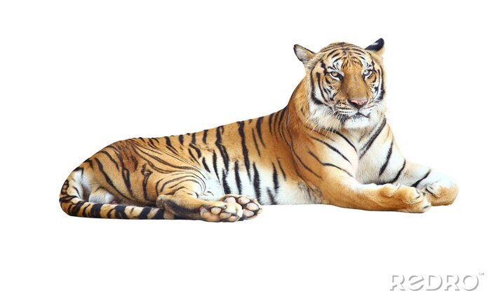 Sticker Tiger mit bedrohlichem Gesicht und schwarzen Streifen