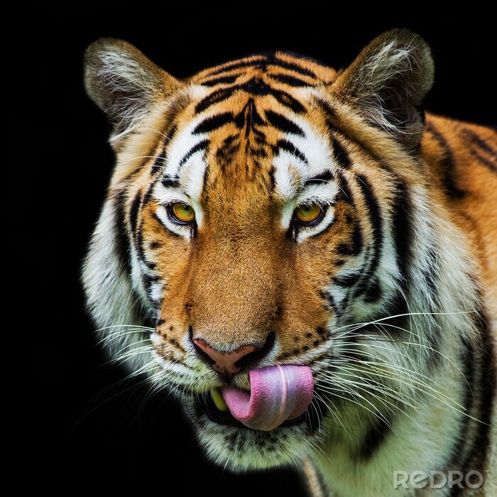 Sticker Tiger mit herausgestreckter Zunge Porträt