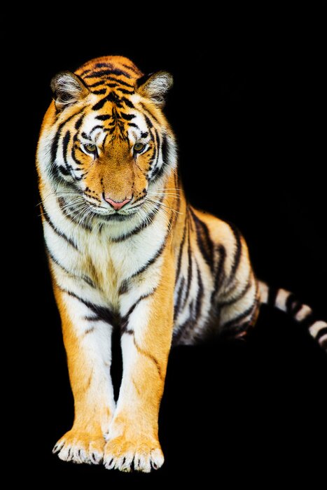 Sticker Tiger mit schwarzen Streifen taucht aus dem Schatten auf