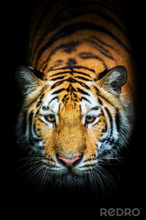 Sticker Tiger mit weißen Schnurrhaaren schwarzer Hintergrund