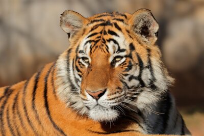 Sticker Tiger mit zusammengekniffenen Augen im Sonnenschein
