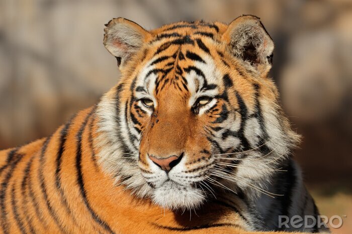 Sticker Tiger mit zusammengekniffenen Augen im Sonnenschein