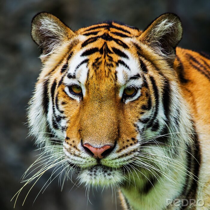 Sticker Tiger Nahaufnahme der Schnauze