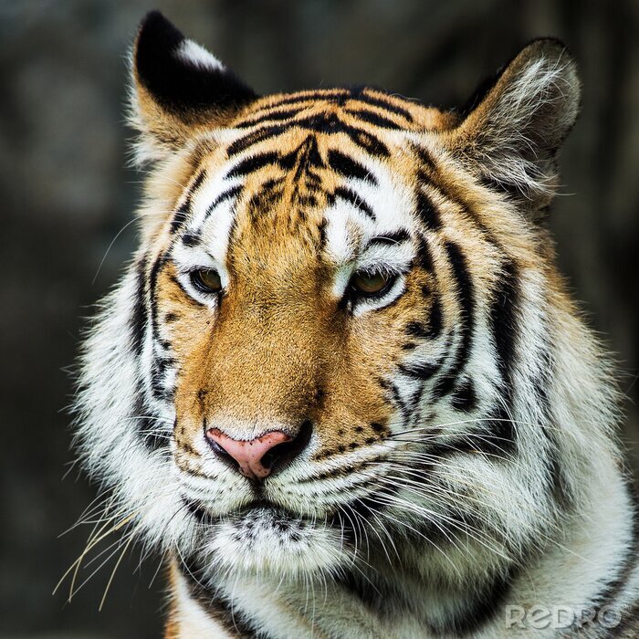 Sticker Tiger: Porträt im Grünen