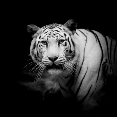 Tiger Schwarz-weißer