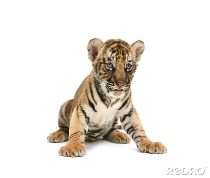 Sticker Tigerchen auf weißem hintergrund