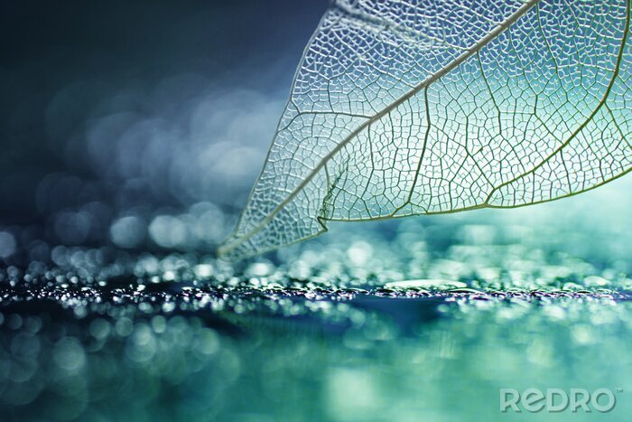 Sticker Transparentes Blatt bei Nacht