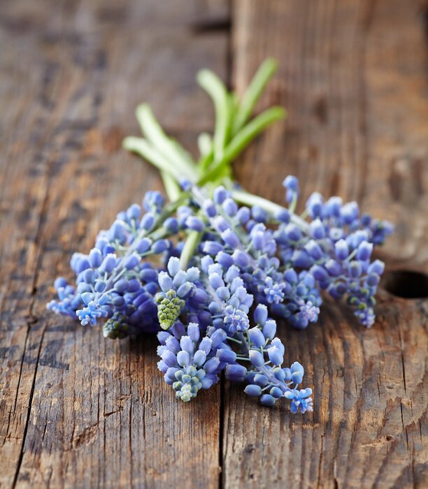 Sticker Traubenhyazinthen auf alten Holz-Hintergrund