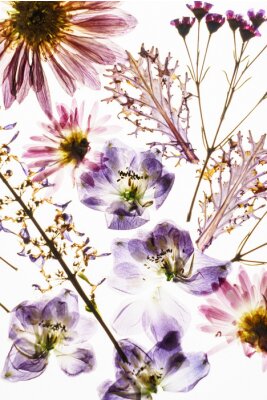 Sticker Trockene Feldblumen auf weißem Hintergrund