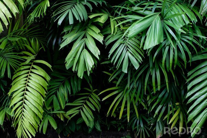 Sticker Tropical jungle nature green palm leaves on dark background in a garden