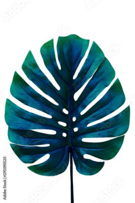 Sticker Tropical leaf on white background. Cosmetics Spa Wellness Fashion Concept. Flat Lay Copy Space - Clipping path