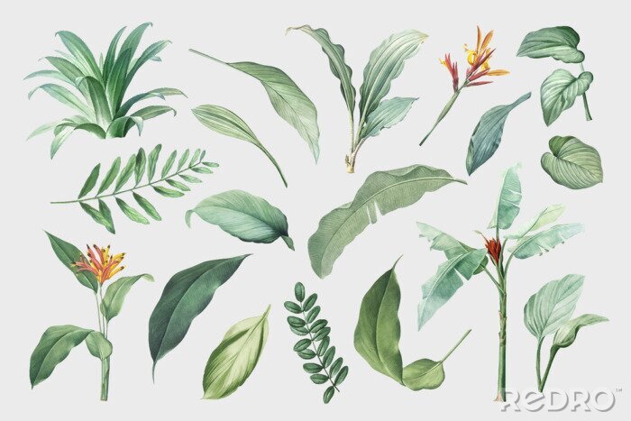 Sticker Tropical leaves and plants