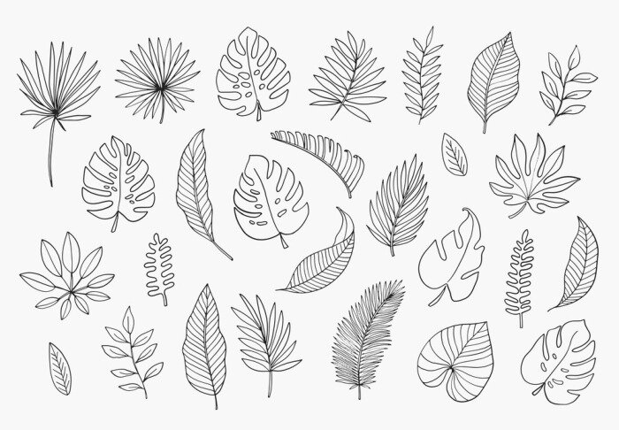 Sticker Tropical Leaves in doodle style. Vector hand drawn black line design elements. Exotic summer botanical illustrations. Monstera leaves, palm, banana leaf.