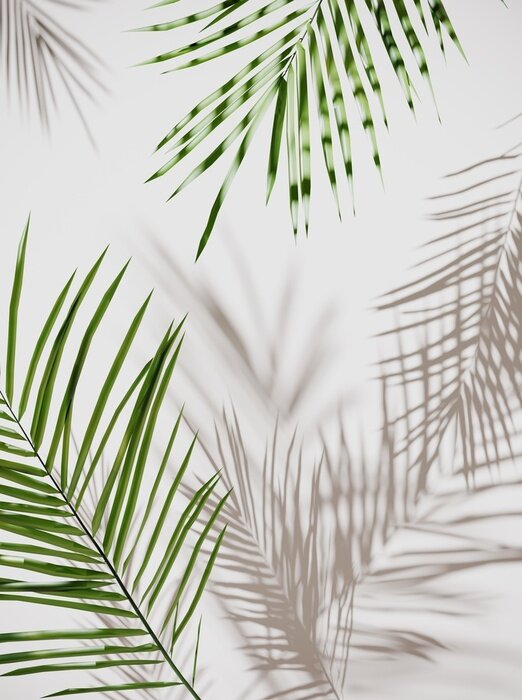 Sticker Tropical palm green leaves on  light pastel background. Unobtrusive botanical background with shadow on the wall - trend frame, cover, card, postcard, graphic design - 3D, render, illustration.