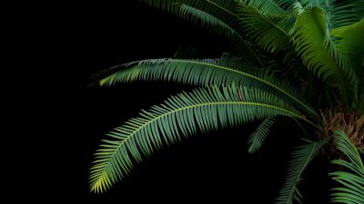Tropische Blätter auf schwarzem Hintergrund