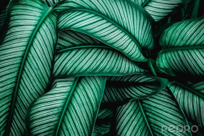 Sticker Tropische Blätter grün