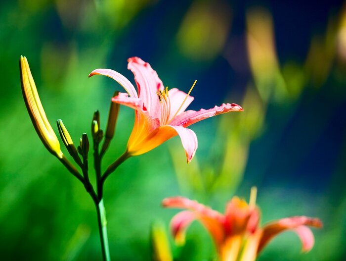 Sticker Tropische Blume auf unscharfem Hintergrund