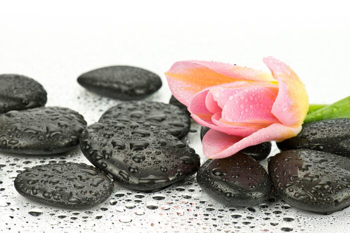 Sticker Tulipan na kamieniach tun spa