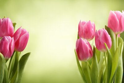 Tulpen grüner Hintergrund